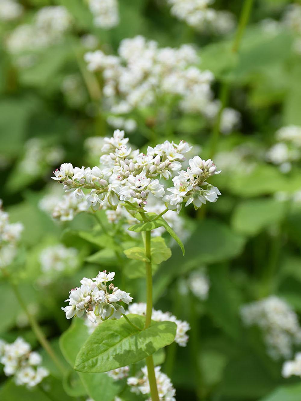 Buckwheat